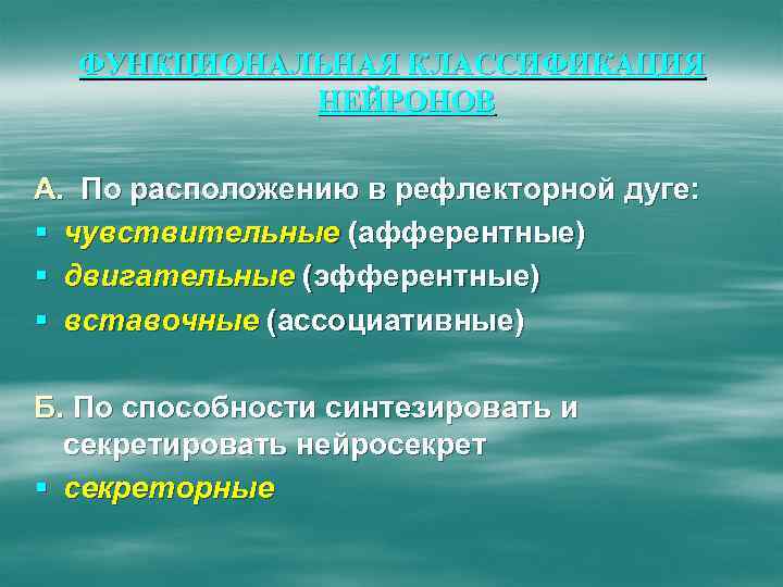 ФУНКЦИОНАЛЬНАЯ КЛАССИФИКАЦИЯ НЕЙРОНОВ А. По расположению в рефлекторной дуге: § чувствительные (афферентные) § двигательные