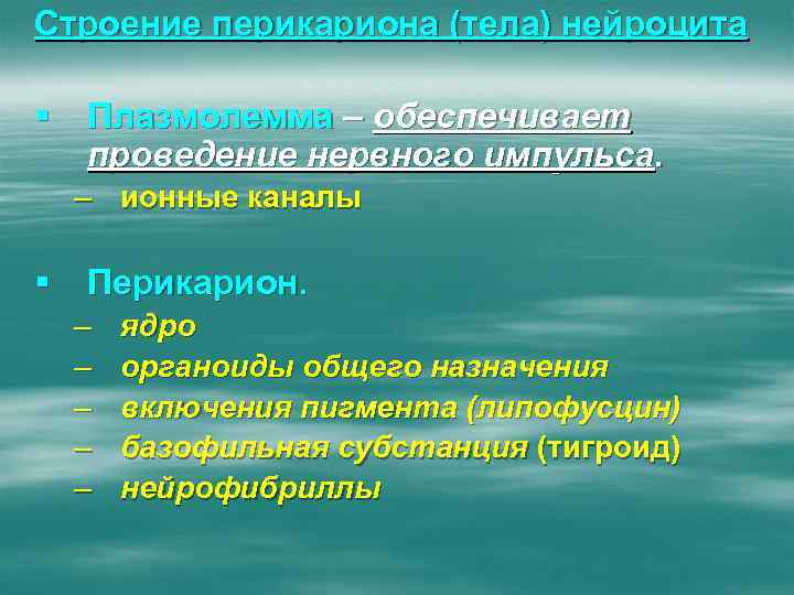 Строение перикариона (тела) нейроцита § Плазмолемма – обеспечивает проведение нервного импульса. – ионные каналы