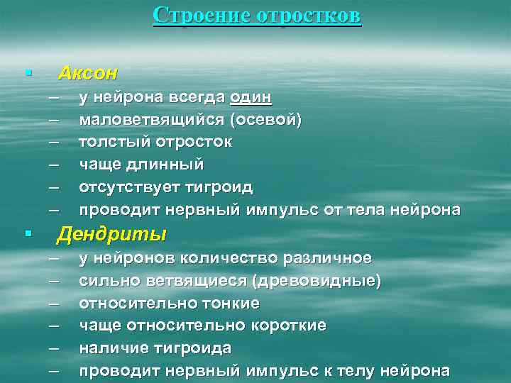 Строение отростков § Аксон – – – § у нейрона всегда один маловетвящийся (осевой)