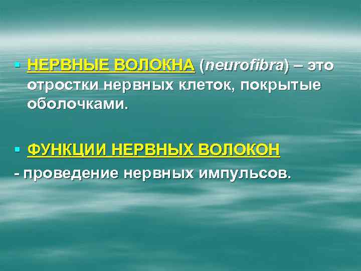 § НЕРВНЫЕ ВОЛОКНА (neurofibra) – это отростки нервных клеток, покрытые оболочками. § ФУНКЦИИ НЕРВНЫХ