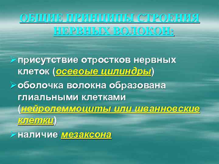 ОБЩИЕ ПРИНЦИПЫ СТРОЕНИЯ НЕРВНЫХ ВОЛОКОН: Ø присутствие отростков нервных клеток (осевоые цилиндры) Ø оболочка