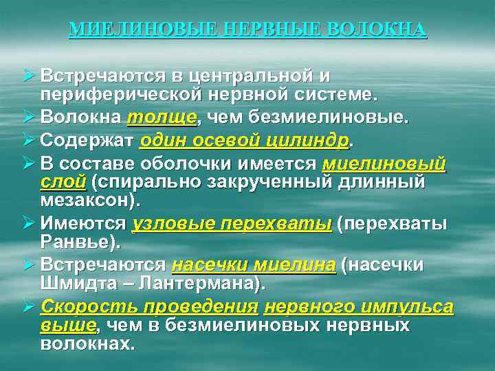 МИЕЛИНОВЫЕ НЕРВНЫЕ ВОЛОКНА Ø Встречаются в центральной и периферической нервной системе. Ø Волокна толще,