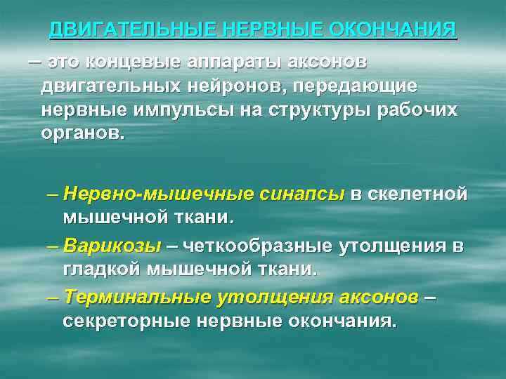 ДВИГАТЕЛЬНЫЕ НЕРВНЫЕ ОКОНЧАНИЯ – это концевые аппараты аксонов двигательных нейронов, передающие нервные импульсы на