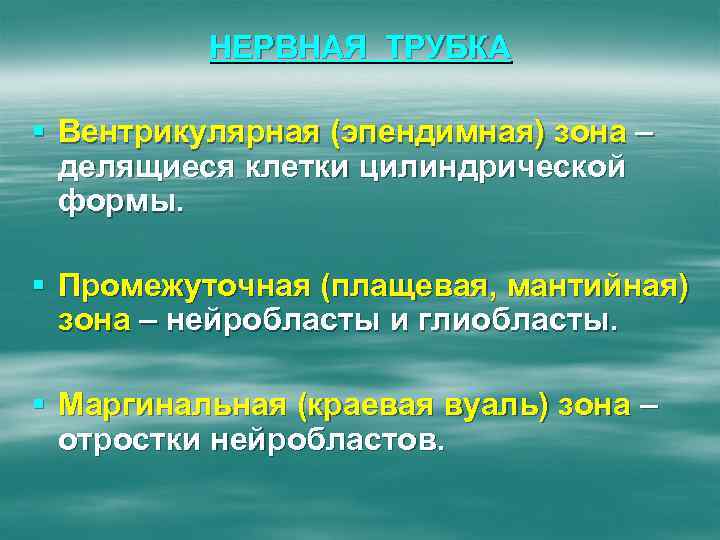 НЕРВНАЯ ТРУБКА § Вентрикулярная (эпендимная) зона – делящиеся клетки цилиндрической формы. § Промежуточная (плащевая,