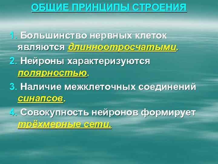 ОБЩИЕ ПРИНЦИПЫ СТРОЕНИЯ 1. Большинство нервных клеток являются длинноотросчатыми. 2. Нейроны характеризуются полярностью. 3.