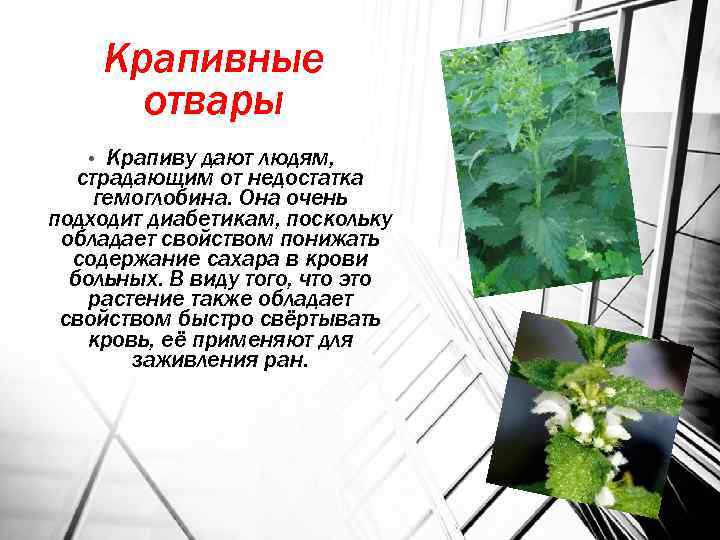 Крапивные отвары Крапиву дают людям, страдающим от недостатка гемоглобина. Она очень подходит диабетикам, поскольку