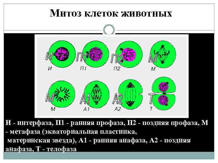 Каким номером на рисунке обозначена клетка для которой не характерен митоз ответ