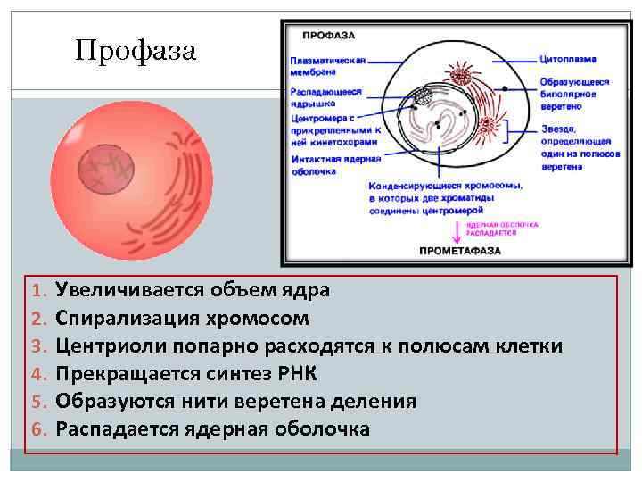 Спирализация хромосом исчезновение ядерной оболочки. Строение ядра в профазе. Происходит спирализация в ФНК В ядре.