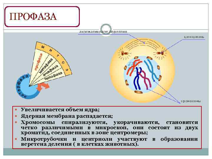 ПРОФАЗА Увеличивается объем ядра; Ядерная мембрана распадается; Хромосомы спирализуются, укорачиваются, становятся четко различимыми в