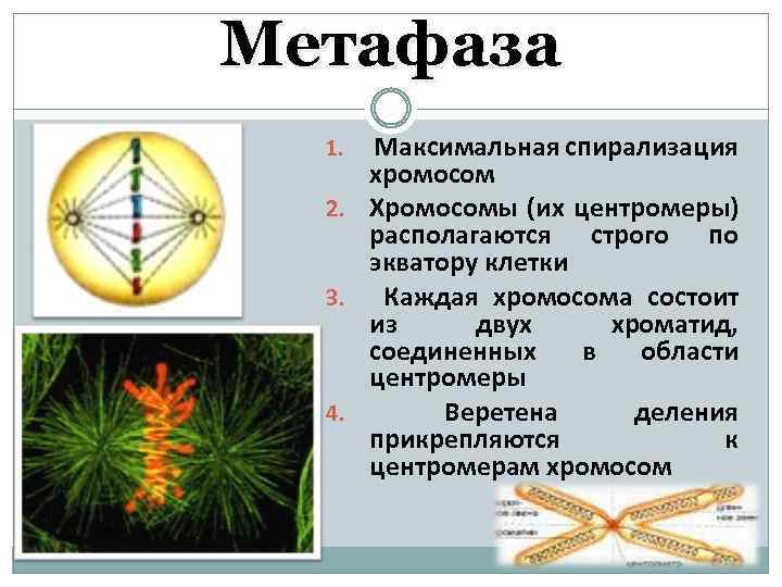 Деление центромеры хромосом