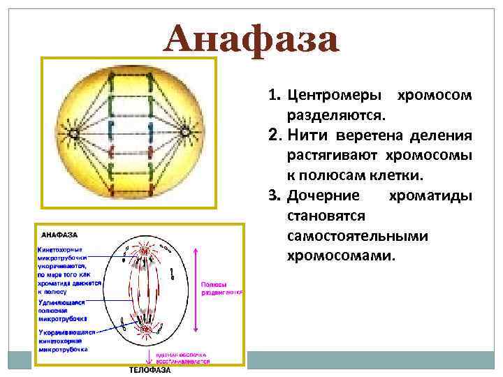 Расхождение сестринских хроматид к полюсам клетки мейоз