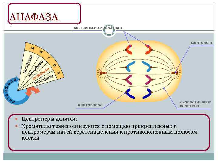 Хроматид к полюсам клетки