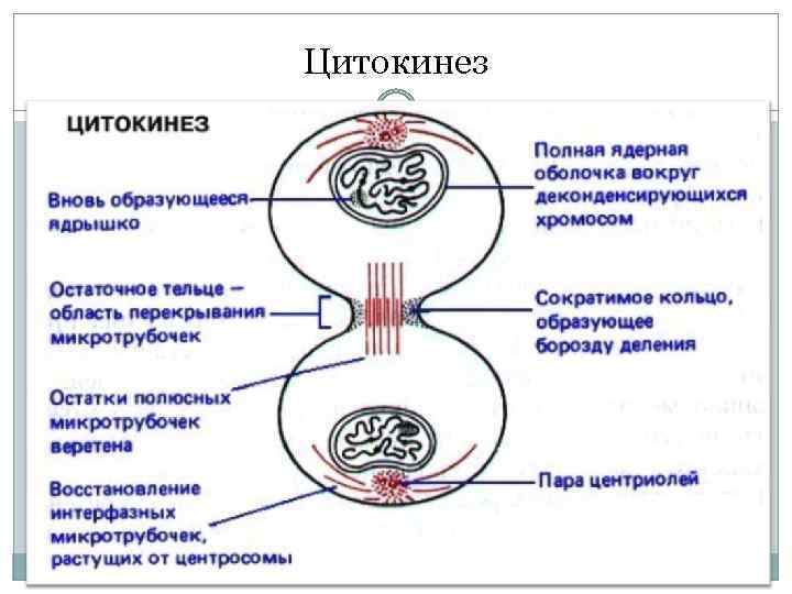 Цитокинез