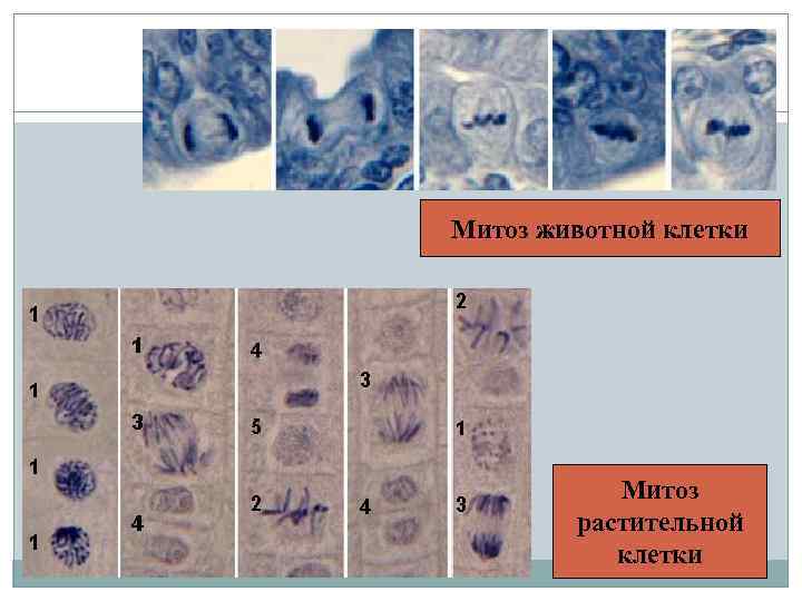 Митоз животной клетки Митоз растительной клетки 
