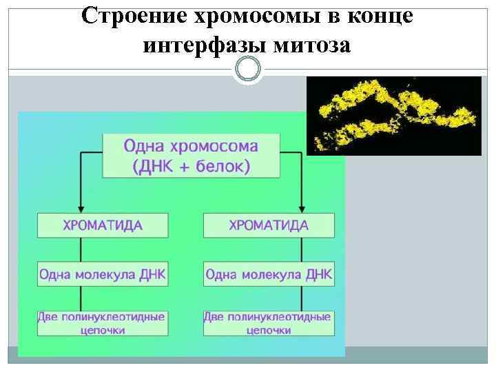 Строение хромосомы в конце интерфазы митоза 