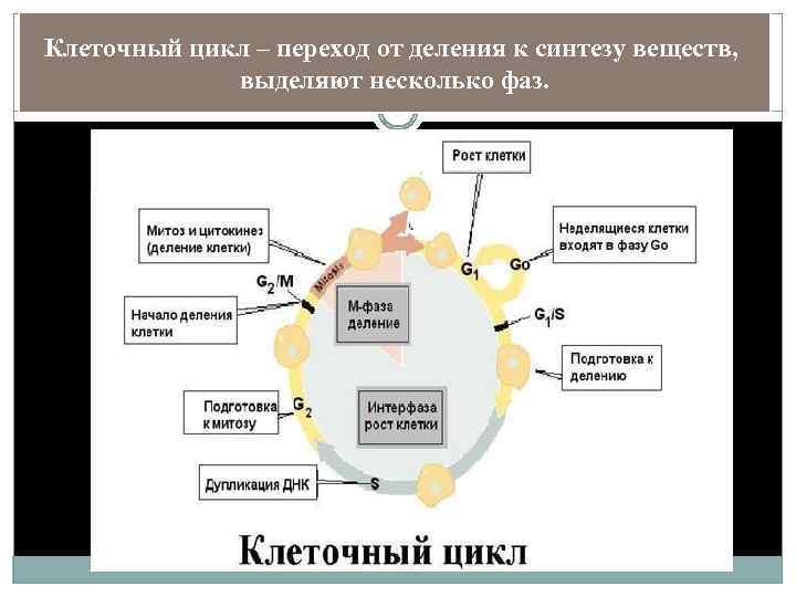 Клеточный цикл – переход от деления к синтезу веществ, выделяют несколько фаз. 