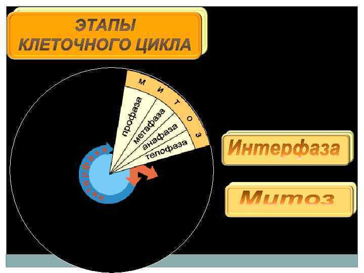 Цикл жизни клеща после того как он присосался