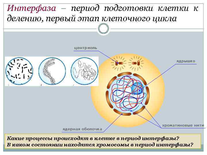 Жизненный цикл клетки состоит из интерфазы
