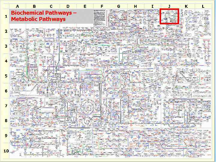 Biochemical Pathways – Metabolic Pathways 