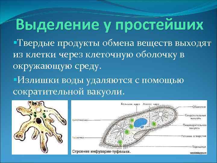 Выделение у простейших §Твердые продукты обмена веществ выходят из клетки через клеточную оболочку в