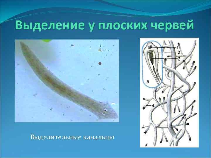 Выделение у плоских червей Выделительные канальцы 
