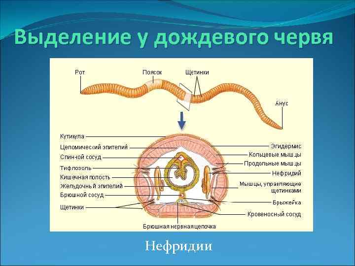 Выделение у дождевого червя Нефридии 