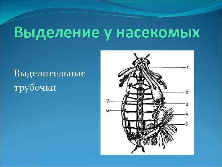Выделение у насекомых Выделительные трубочки 