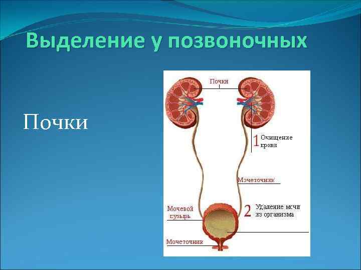 Выделение у позвоночных Почки 