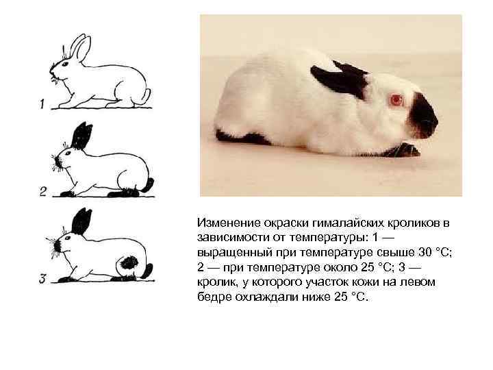 Изменение окраски гималайских кроликов в зависимости от температуры: 1 — выращенный при температуре свыше
