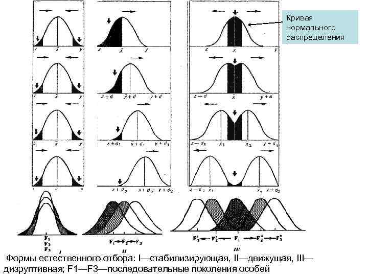  Кривая нормального распределения Формы естественного отбора: I—стабилизирующая, II—движущая, III— дизруптивная; F 1—F 3—последовательные