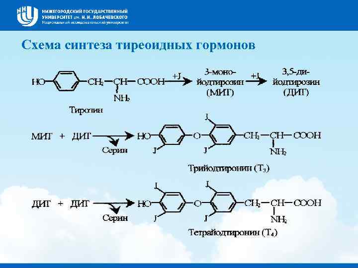 Схема синтеза тиреоидных гормонов 
