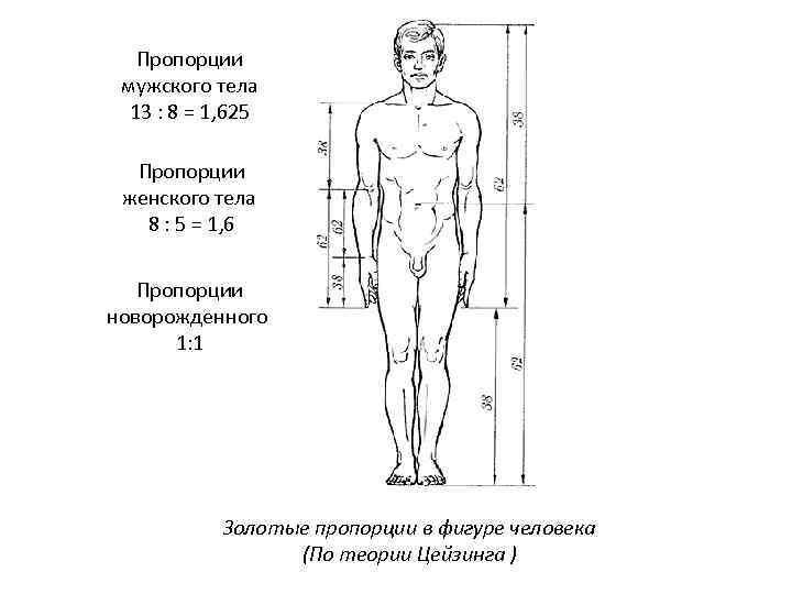 Пропорции мужского тела 13 : 8 = 1, 625 Пропорции женского тела 8 :