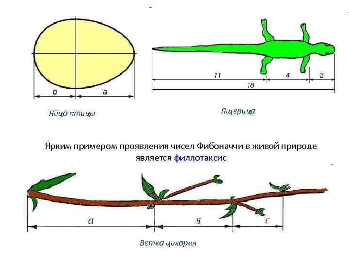  Ящерица Яйцо птицы Ярким примером проявления чисел Фибоначчи в живой природе является филлотаксис