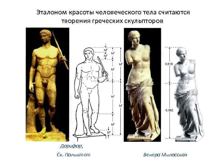 Эталоном красоты человеческого тела считаются творения греческих скульпторов Дорифор, Ск. Поликтет Венера Милосская 