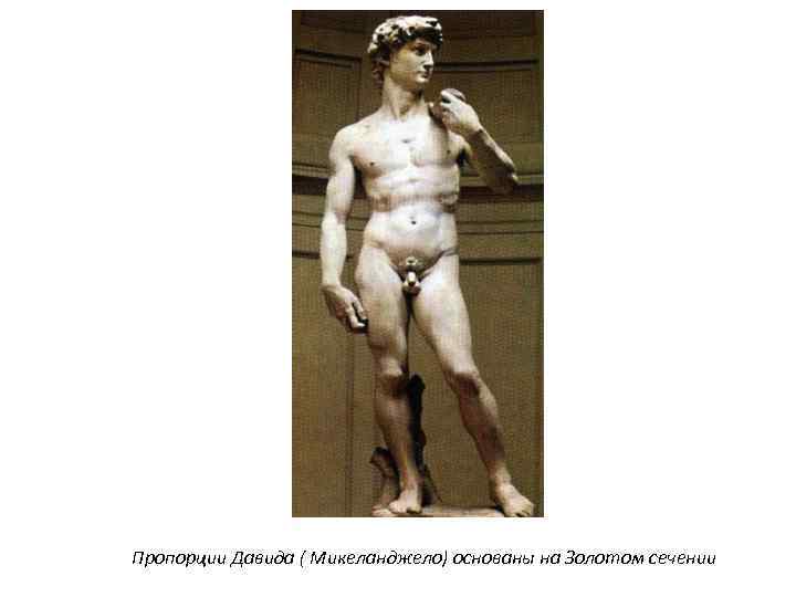 Пропорции Давида ( Микеланджело) основаны на Золотом сечении 