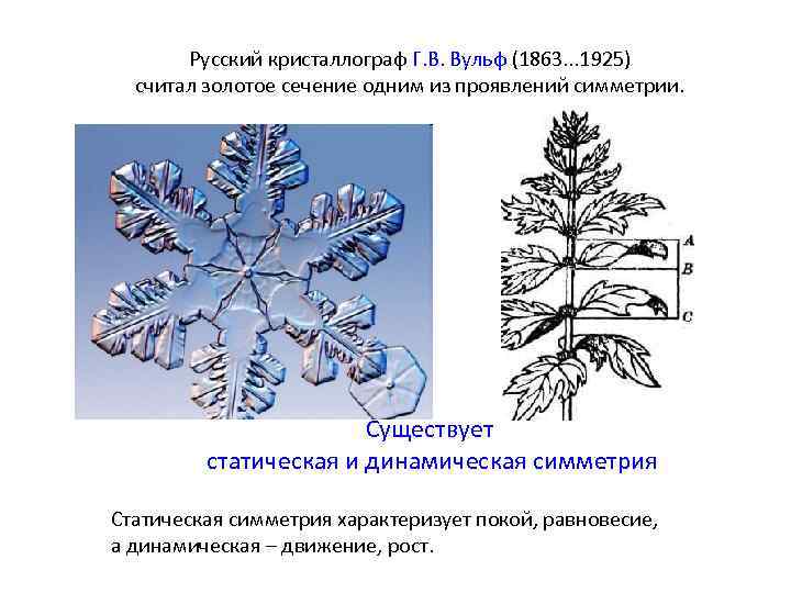 Русский кристаллограф Г. В. Вульф (1863. . . 1925) считал золотое сечение одним из