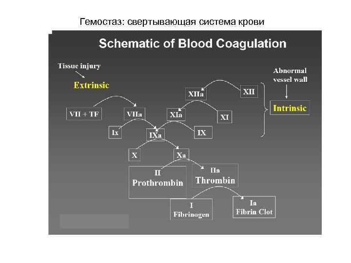 Гемостаз: свертывающая система крови 