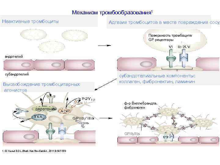 Механизм тромбообразования 1 Неактивные тромбоциты Адгезия тромбоцитов в месте повреждения сосуд Поверхность тромбоцита GP