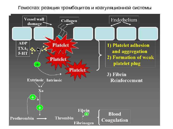 Гемостаз: реакция тромбоцитов и коагуляционной системы 