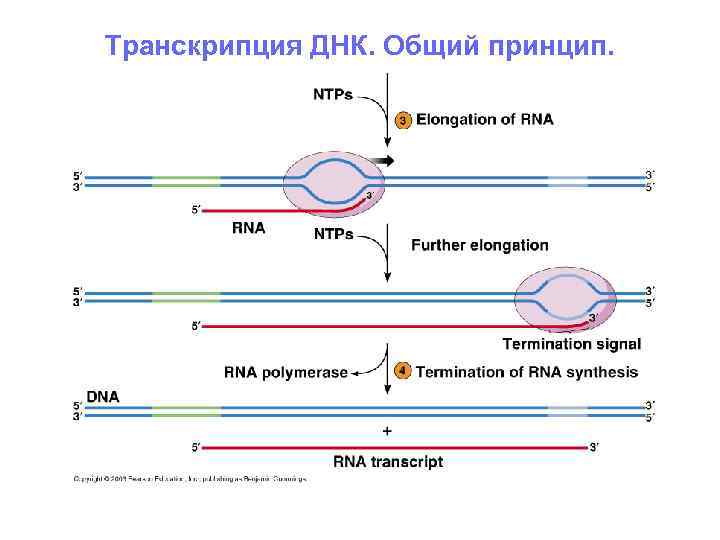 Схема транскрипции рнк