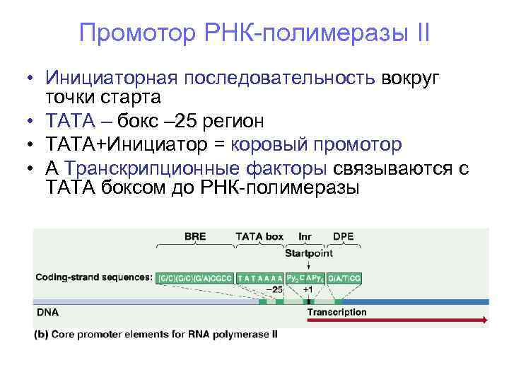 Промотор РНК-полимеразы II • Инициаторная последовательность вокруг точки старта • TATA Промотор РНК-полимеразы II • Инициаторная последовательность вокруг точки старта • TATA