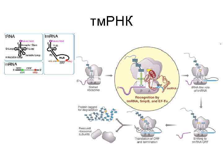 тм. РНК тм. РНК