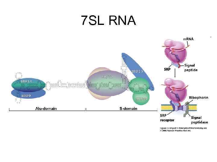 7 SL RNA 7 SL RNA