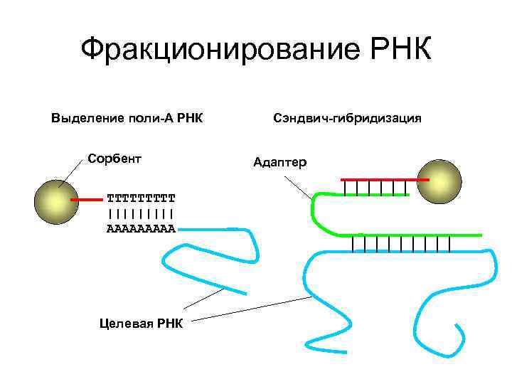 Рнк исследования. Методы выделения РНК. Способы выделения РНК. Выделение РНК схема. Выделение РНК методы выделения.