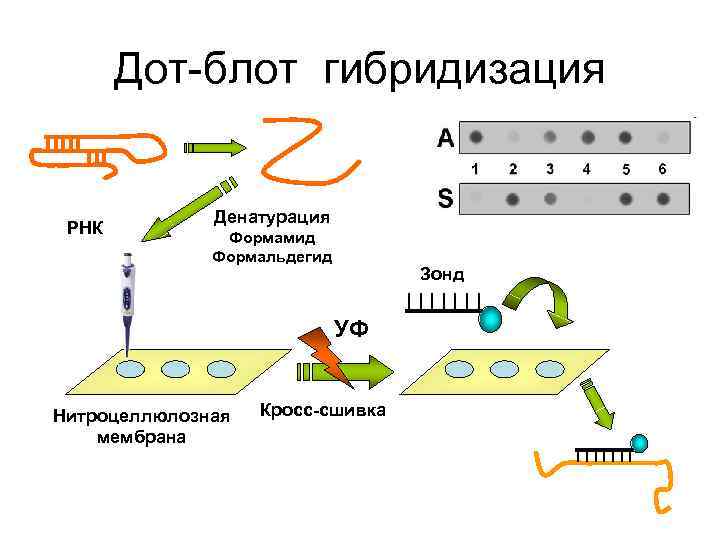 Dot slot blot