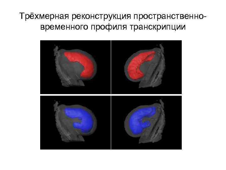 Трёхмерная реконструкция пространственно- временного профиля транскрипции Трёхмерная реконструкция пространственно- временного профиля транскрипции
