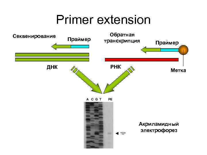 Primer extension Секвенирование Обратная Праймер Primer extension Секвенирование Обратная Праймер