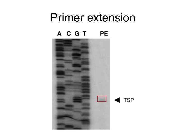 Primer extension Primer extension