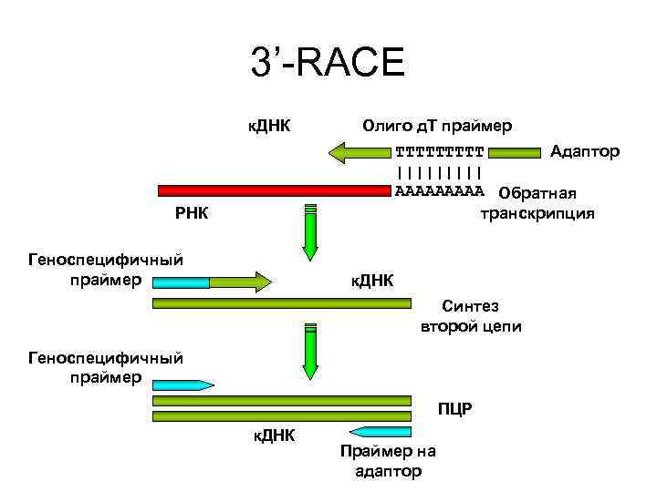 Анализ рнк что это. Праймеры для ПЦР. ПЦР РНК схема. ПЦР С обратной транскрипцией. Полимеразная цепная реакция с обратной транскрипцией.