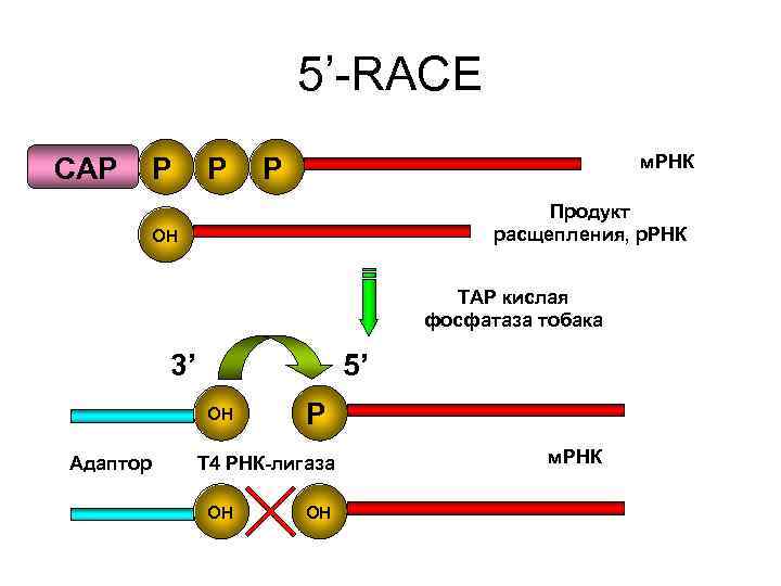 5’-RACE м. РНК CAP 5’-RACE м. РНК CAP